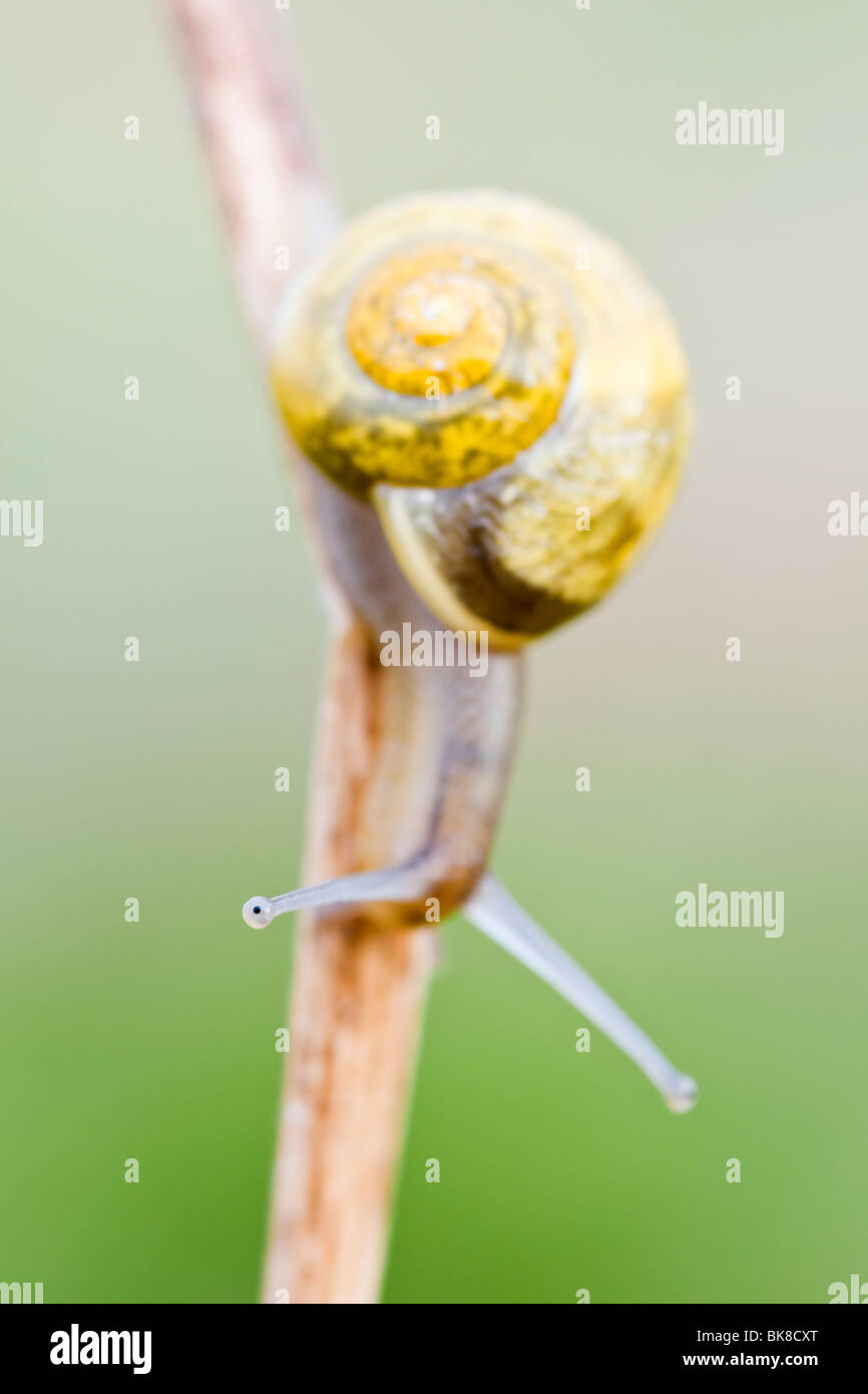 Tige d'herbe sur l'escargot Banque D'Images