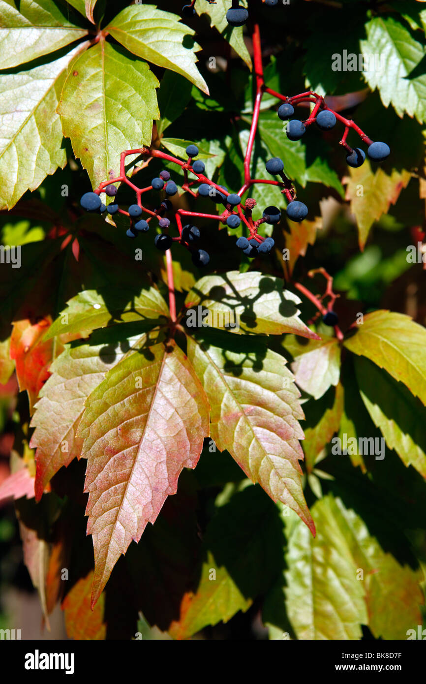 Vigne vierge ou lierre à cinq feuilles (Parthenocissus quinquefolia) Banque D'Images
