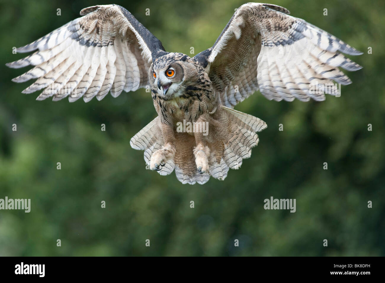 Eagle Owl (Bubo bubo), atterrissage Vulkan Eifel, Rhénanie-Palatinat, Allemagne, Europe Banque D'Images