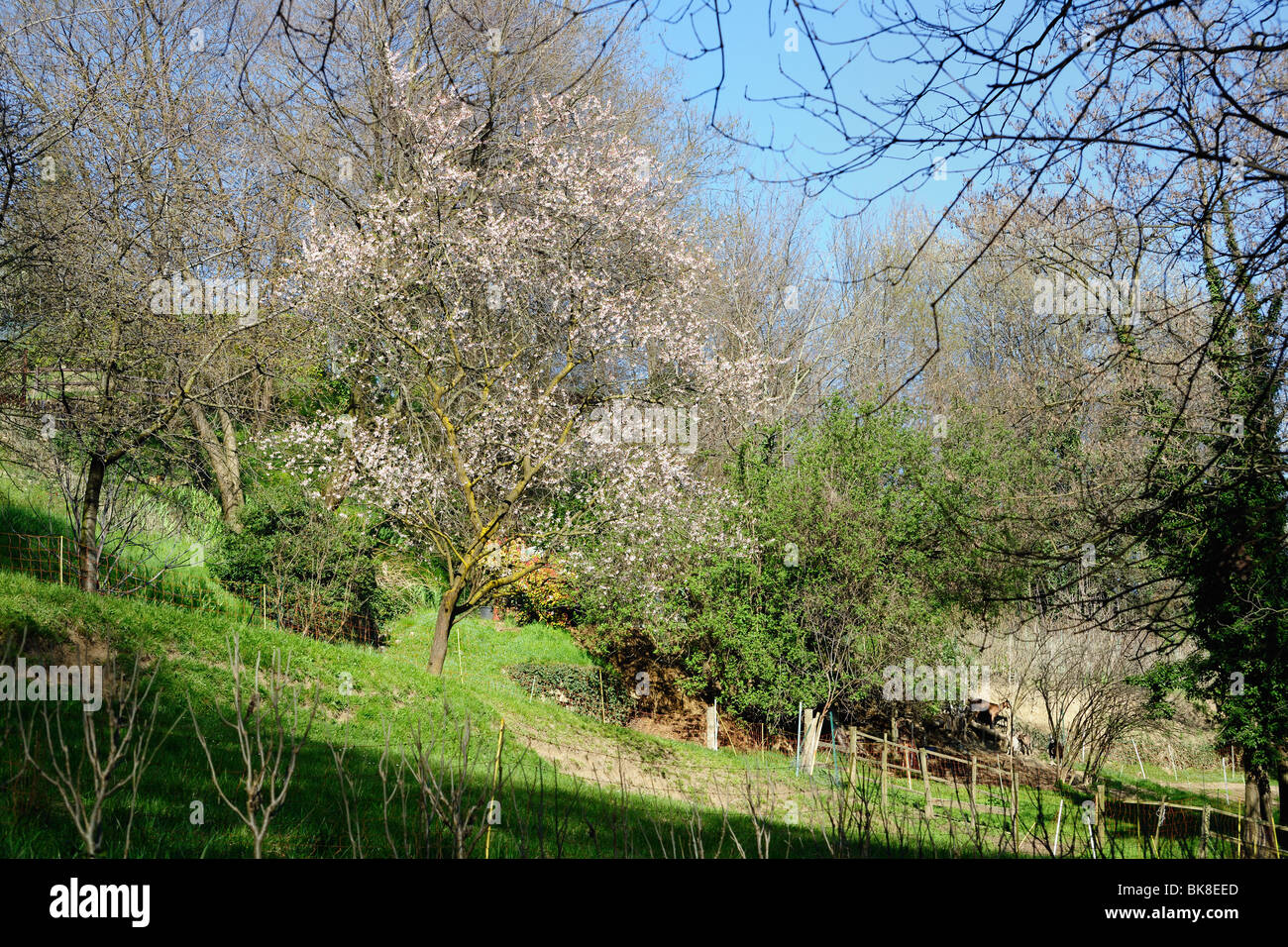 Arbre en fleurs dans le jardin à flanc de colline sauvage, Lombardie, Italie, Europe. Il y a quelques chèvres dans le jardin. Banque D'Images