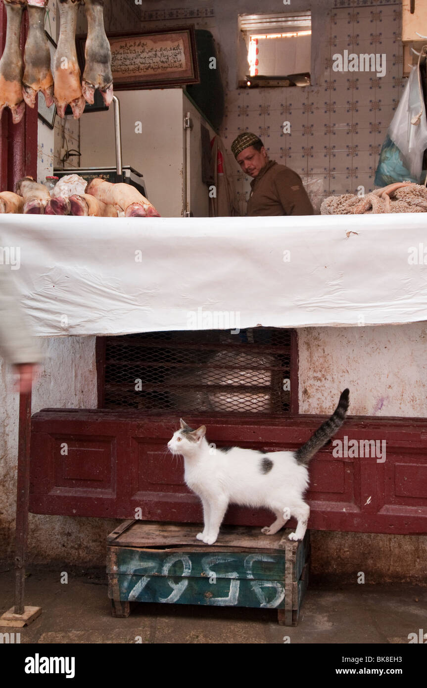 Cat à la recherche d'un document à une boucherie au souk à Fes, Maroc Banque D'Images
