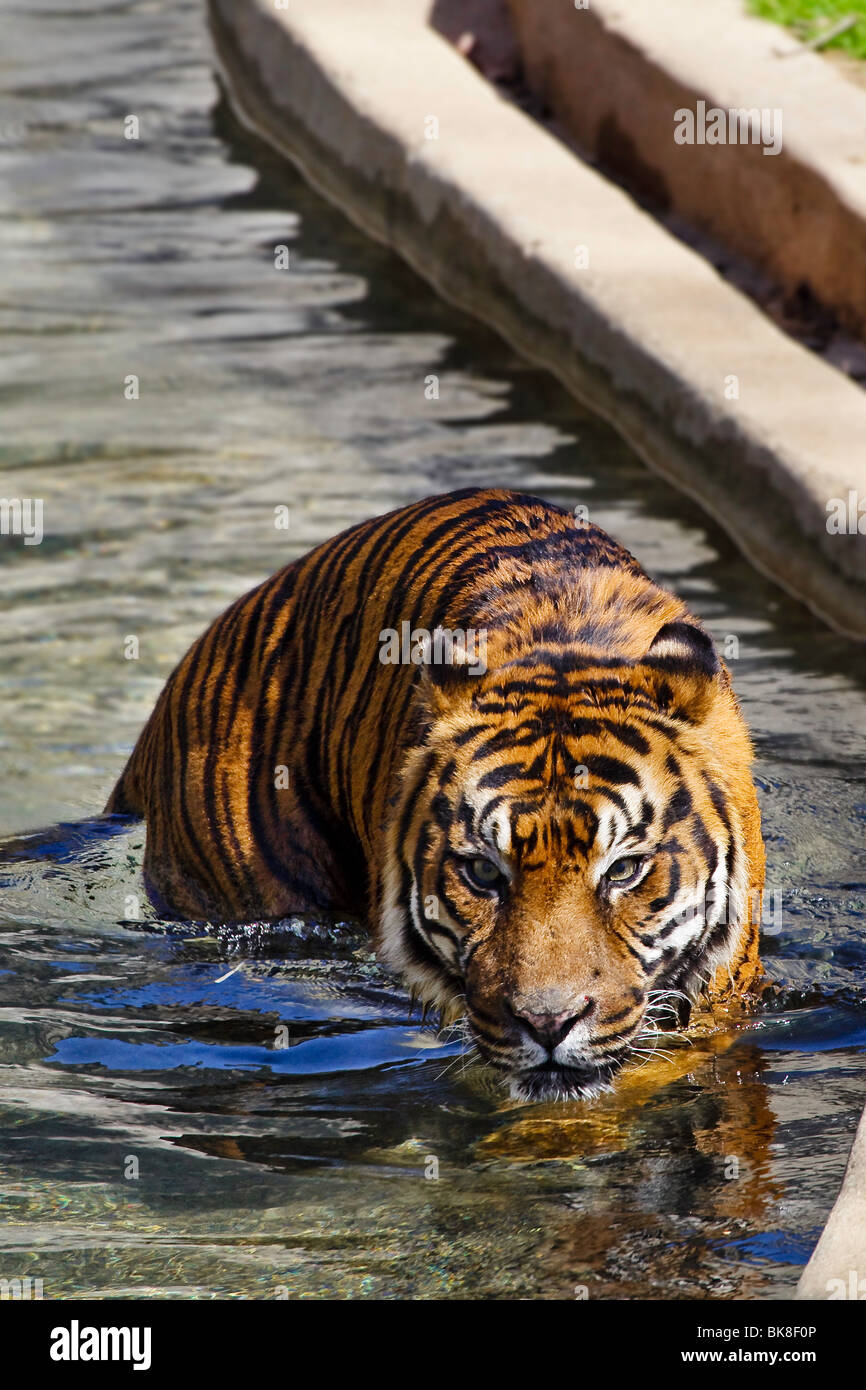 Tigre de Sumatra (Panthera tigris sumatrae) jouant au Zoo Banque D'Images