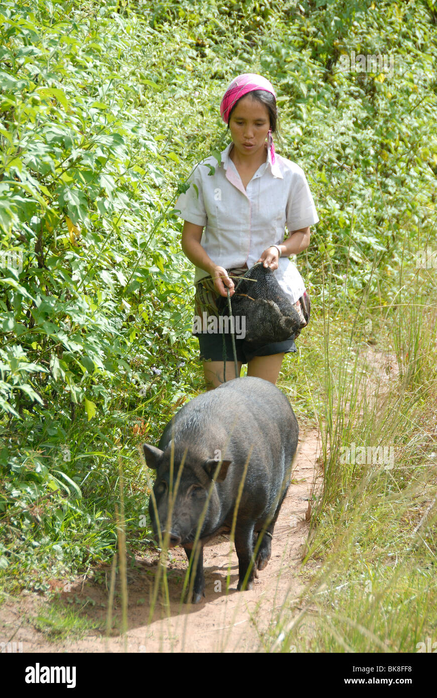 Rendez-vous sur la marche, la jeune femme laotienne menant chez les porcs domestiques en laisse sur une piste, près de Boun Neua, province de Phongsali, Laos, au sud-est Banque D'Images