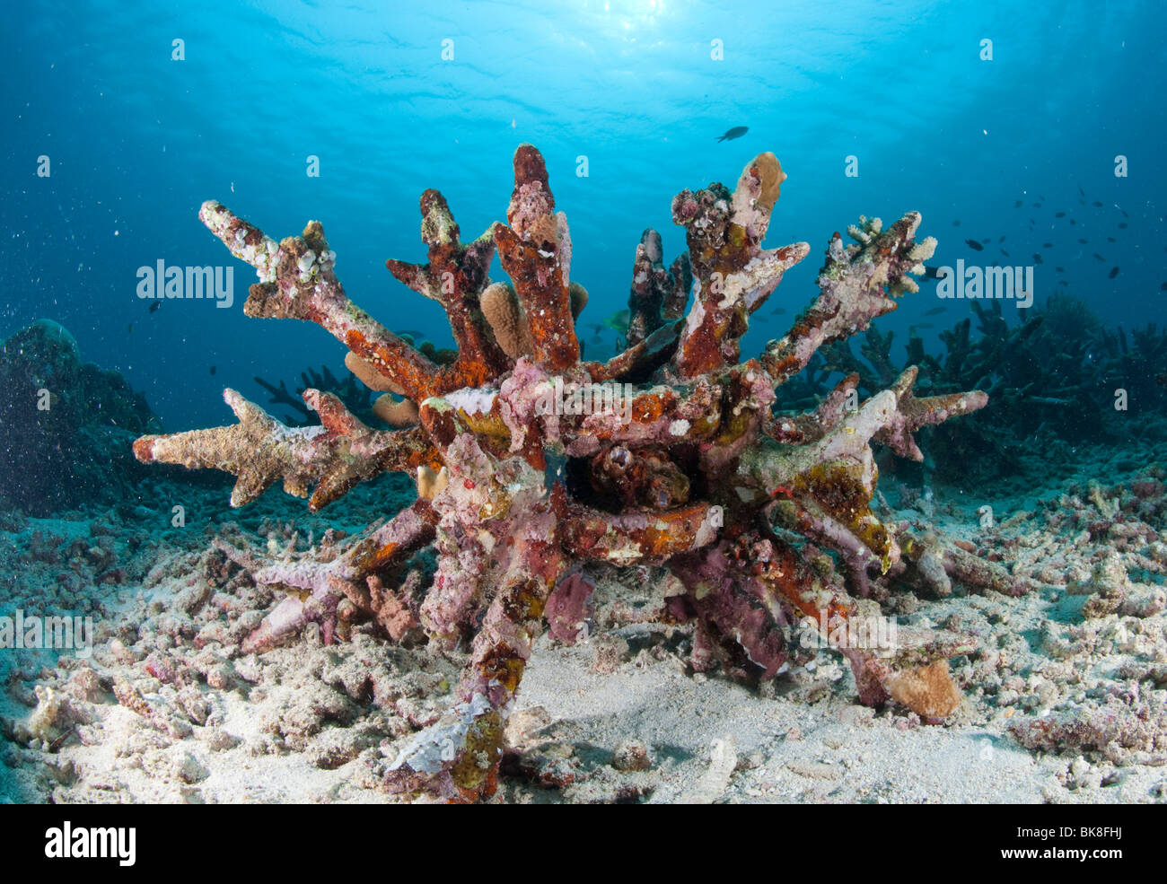Programme de conservation des récifs coralliens Les récifs coralliens, les nouvelles doivent être créées par des blocs de béton, le parc national marin de Bunaken, Banque D'Images