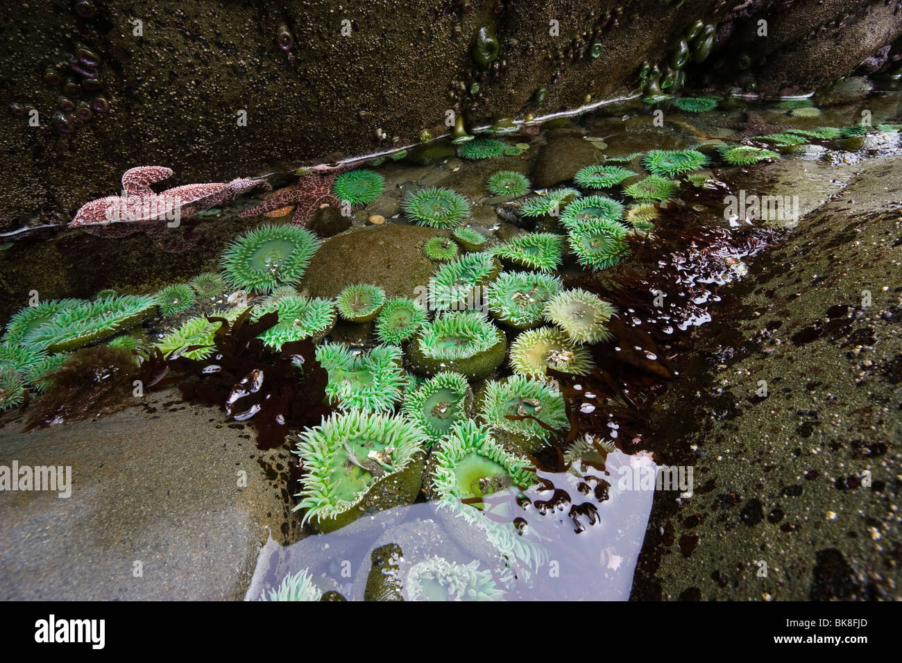 Les mares avec vert géant d'anémones de mer (Anthopleura xanthogrammica), la côte du Pacifique, Olympic National Park, Washington, USA Banque D'Images