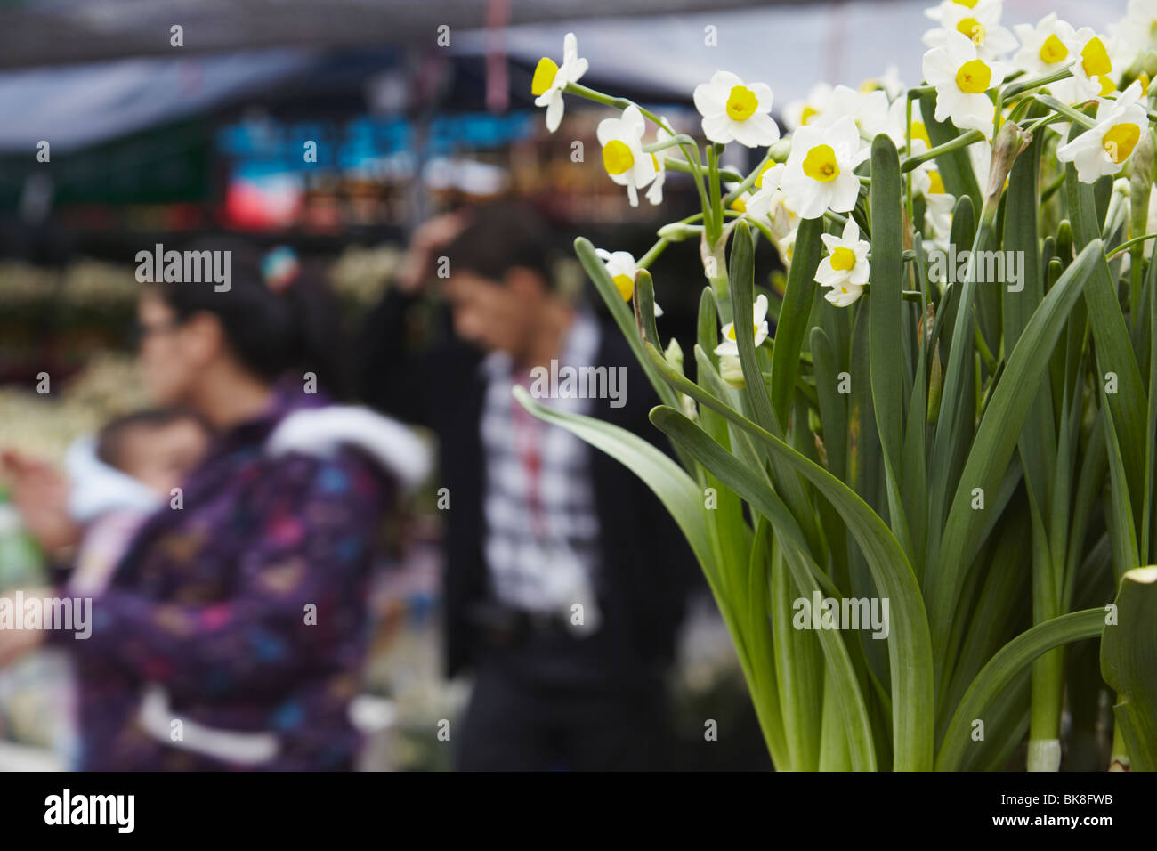 Les jonquilles en vente au marché aux fleurs pour le Nouvel An Chinois, Mongkok, Kowloon, Hong Kong, Chine Banque D'Images