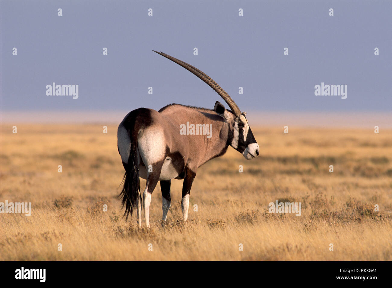 Gemsbok (Oryx gazella), Etosha National Park, Namibie, Afrique Banque D'Images