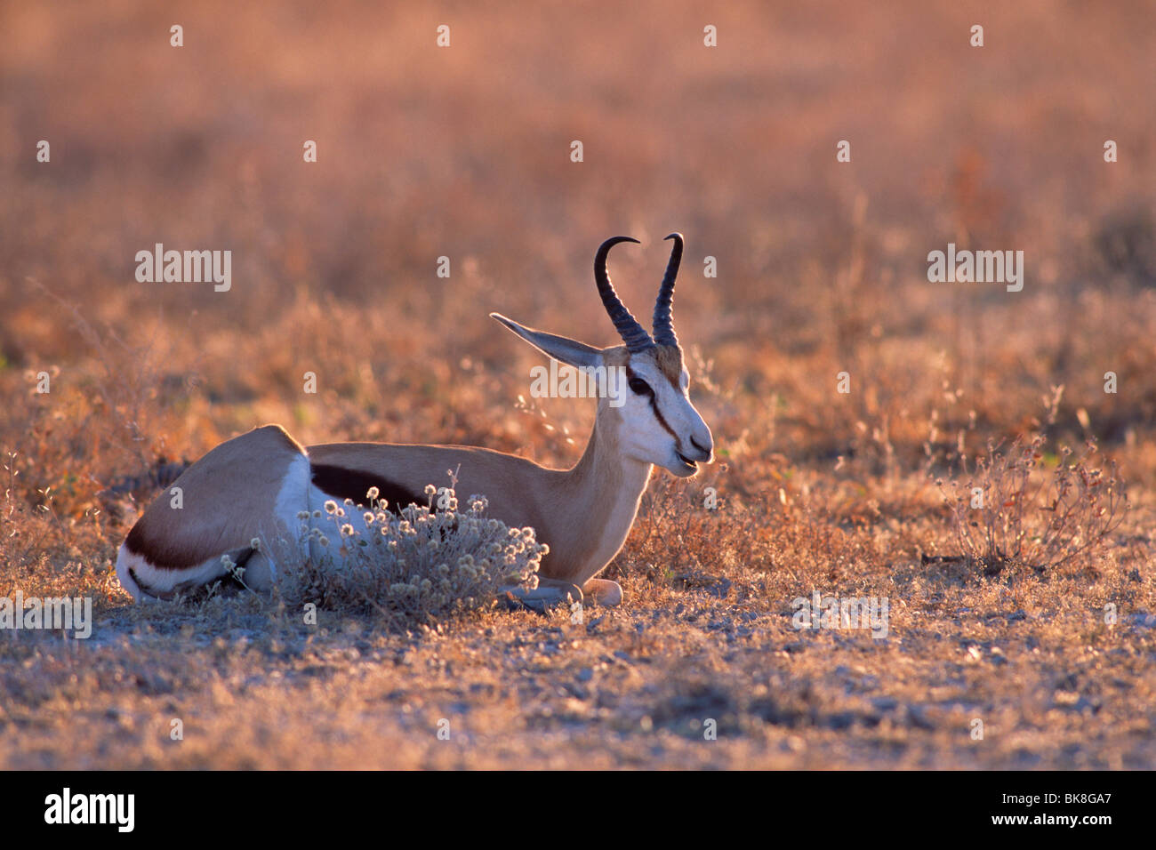 Impala (Aepyceros melampus) à ruminer, hier soir, lumière, Etosha National Park, Namibie, Afrique Banque D'Images