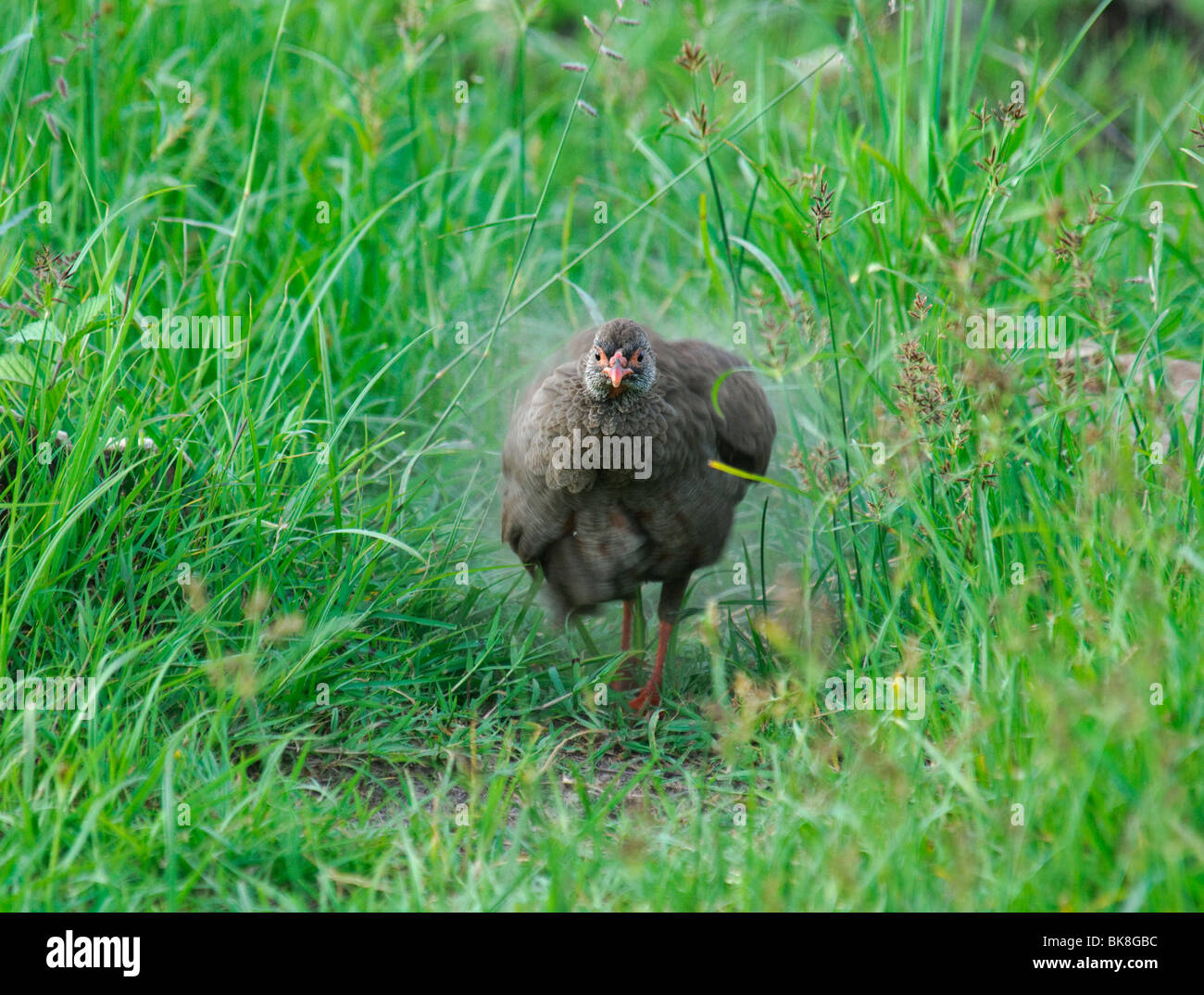 Francolin à bec rouge Red-necked Francolinus afer secouer la poussière de ses plumes Banque D'Images