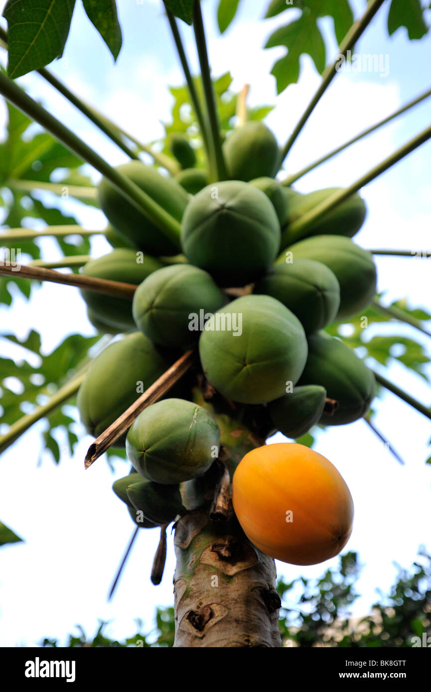 Sylmar arbre avec des fruits mûrs Banque D'Images