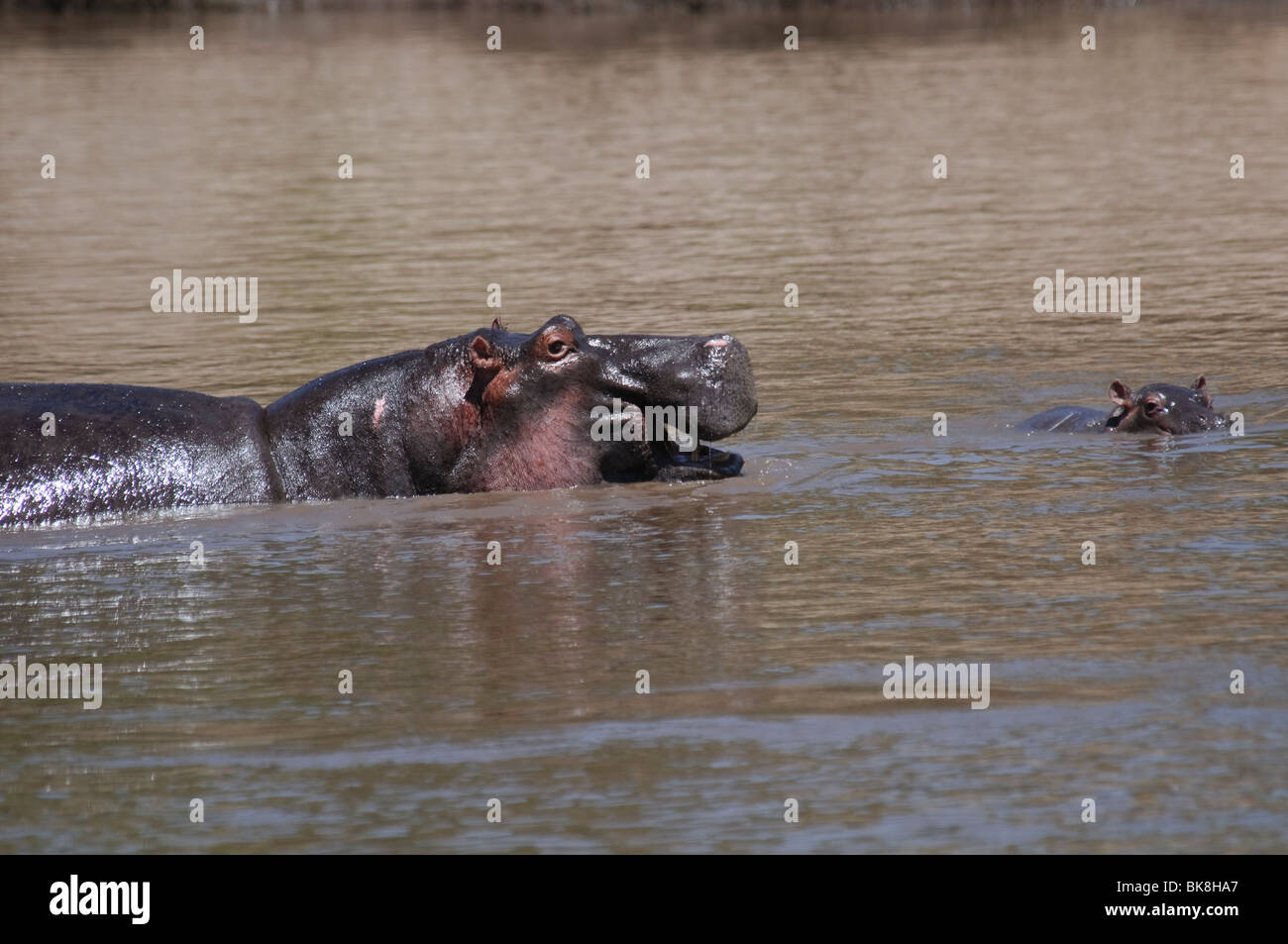 La mère et l'enfant hippopotames dans une rivière Banque D'Images