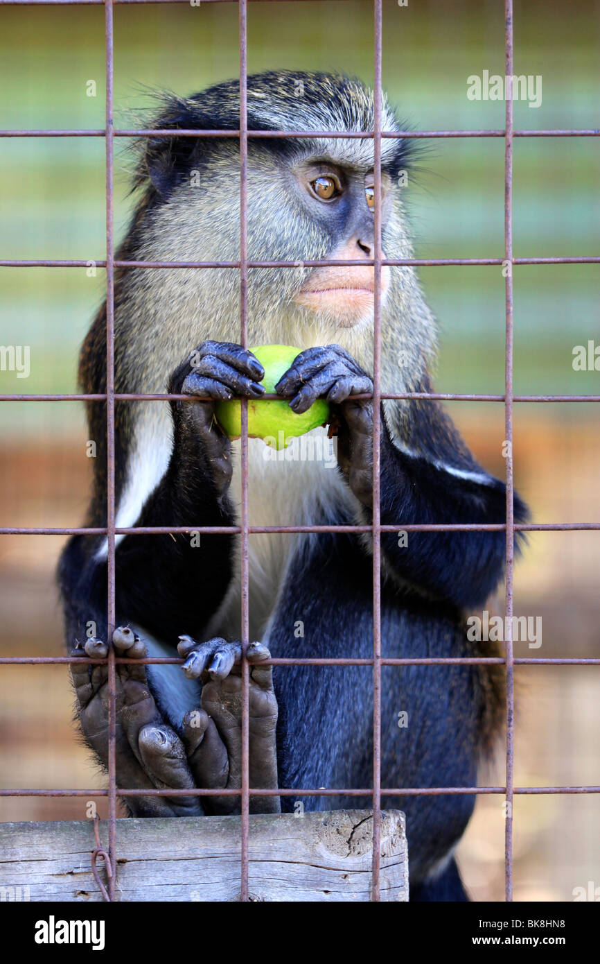 Singe mona, Mona, cerropithecus dans zoo tygerberg , le cap de manger une goyave. Banque D'Images