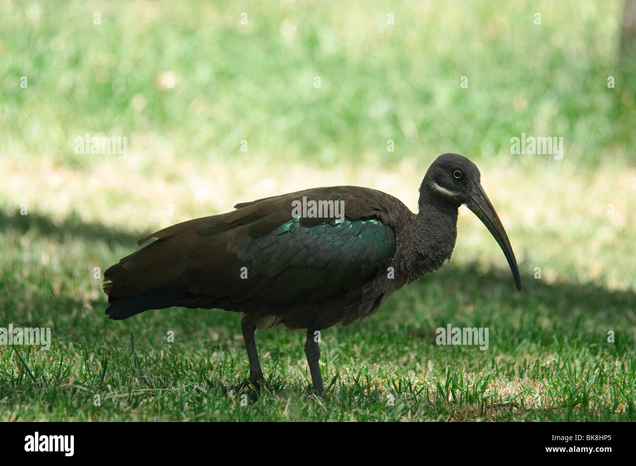 Ibis hagedash Bostrychia hagedash nourrir Banque D'Images