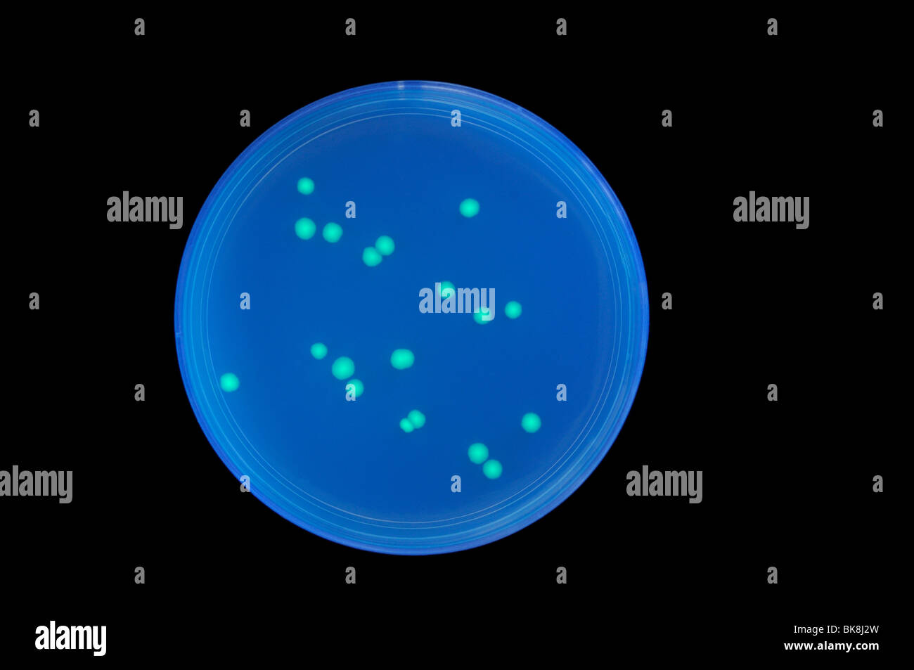 Les colonies de bactéries transformées contenant un gène de méduse GFP (Green Fluorescent Protein), provoquant la bioluminescence vert. Banque D'Images