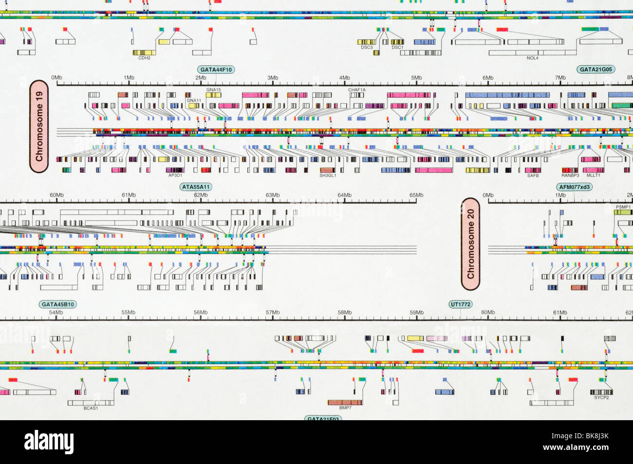 La carte du génome humain est concentré sur les chromosomes 19 et 20. Banque D'Images