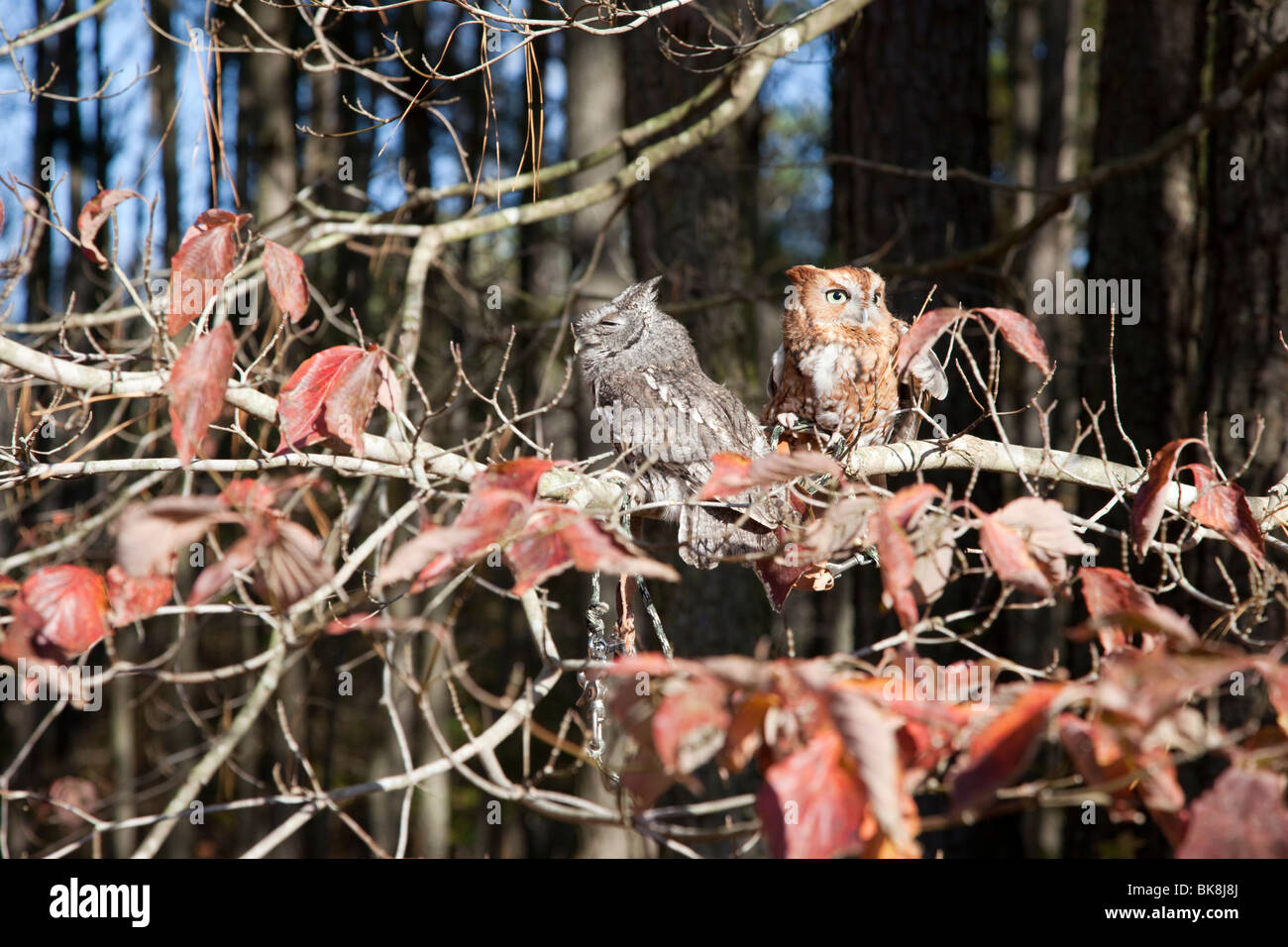 Ces Screech Owls orientale au parc d'État Pocomoke River dans le Maryland sont sous les soins de la National Park Service. Banque D'Images