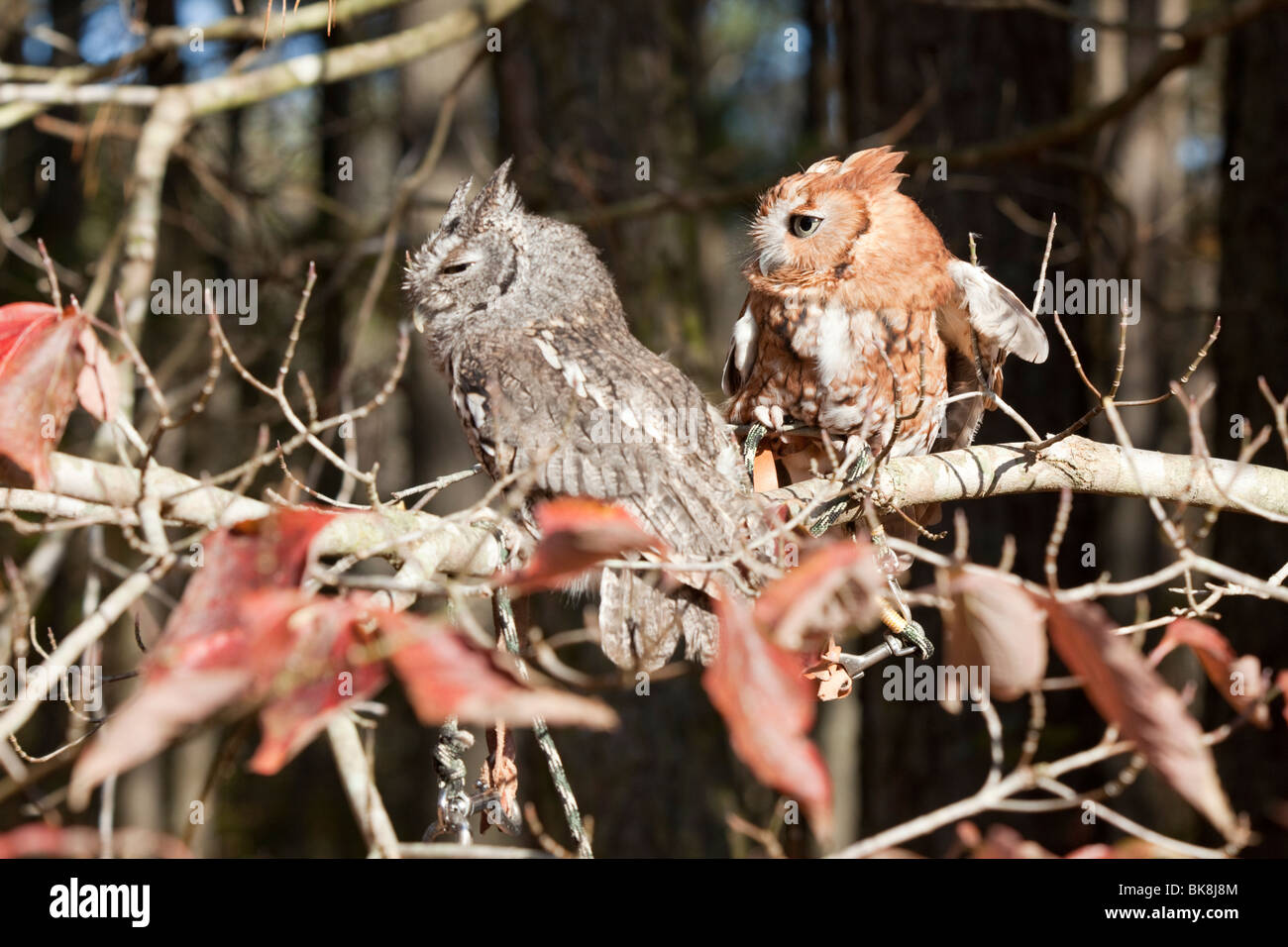 Ces Screech Owls orientale au parc d'État Pocomoke River dans le Maryland sont sous les soins de la National Park Service. Banque D'Images