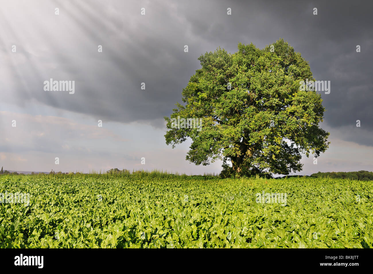 Arbre de chêne dans un champ de betteraves avec des ciels orageux. Banque D'Images