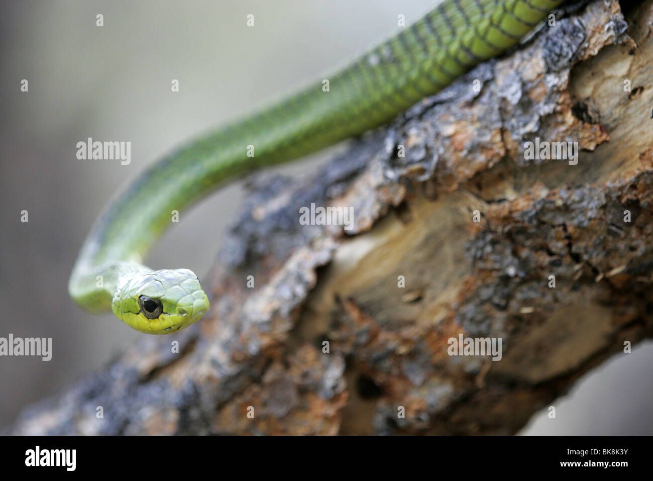 Male Boomslang serpent, Afrique du Sud Banque D'Images