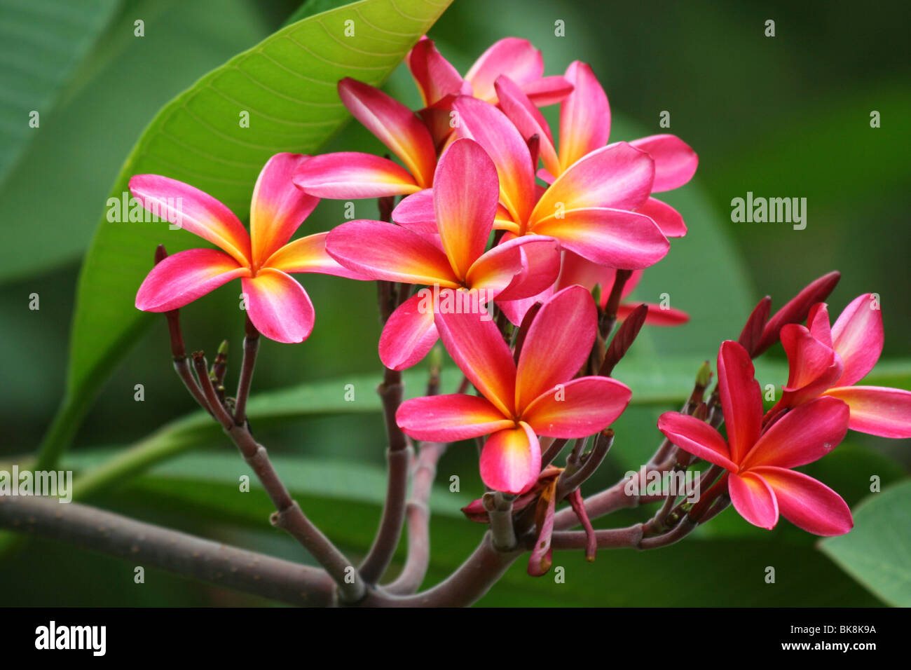 Fleurs de frangipanier plumeria ou Banque D'Images