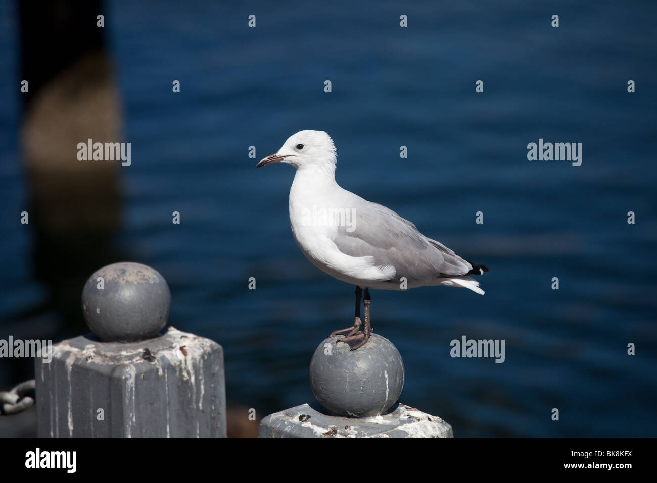 Close-up d'une mouette assis sur un post par la mer Banque D'Images