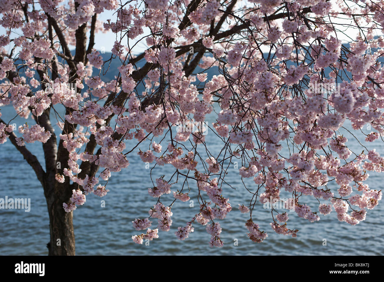 Un Arbre De La Cerise Fleur Rose Fleurit Sur Les Rives Du