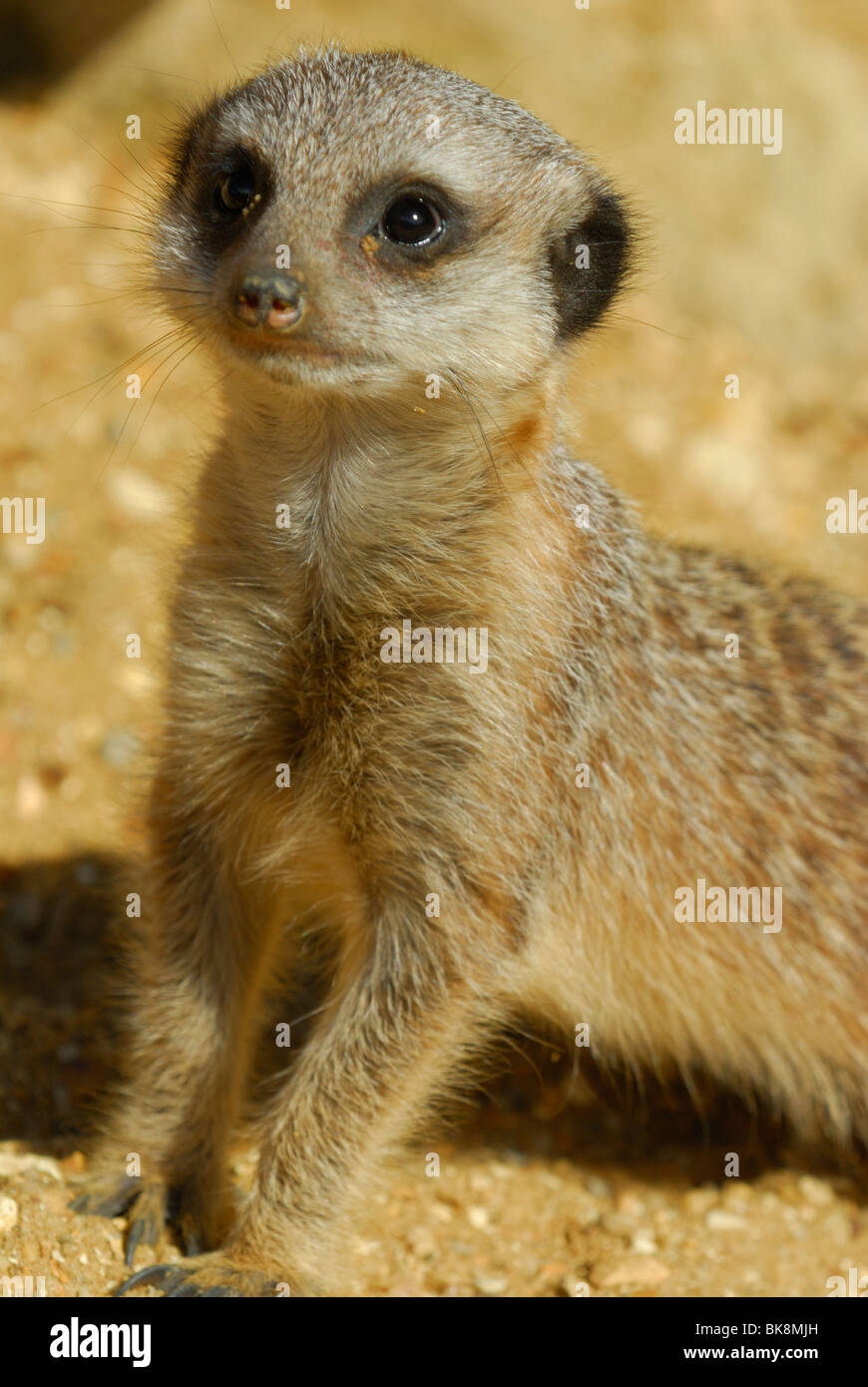 Bébé suricate Banque D'Images