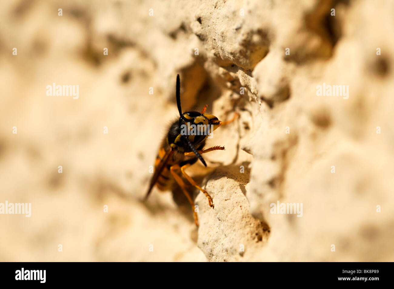 Wasp ( Mellinus Arvensis ) sur le mur Banque D'Images