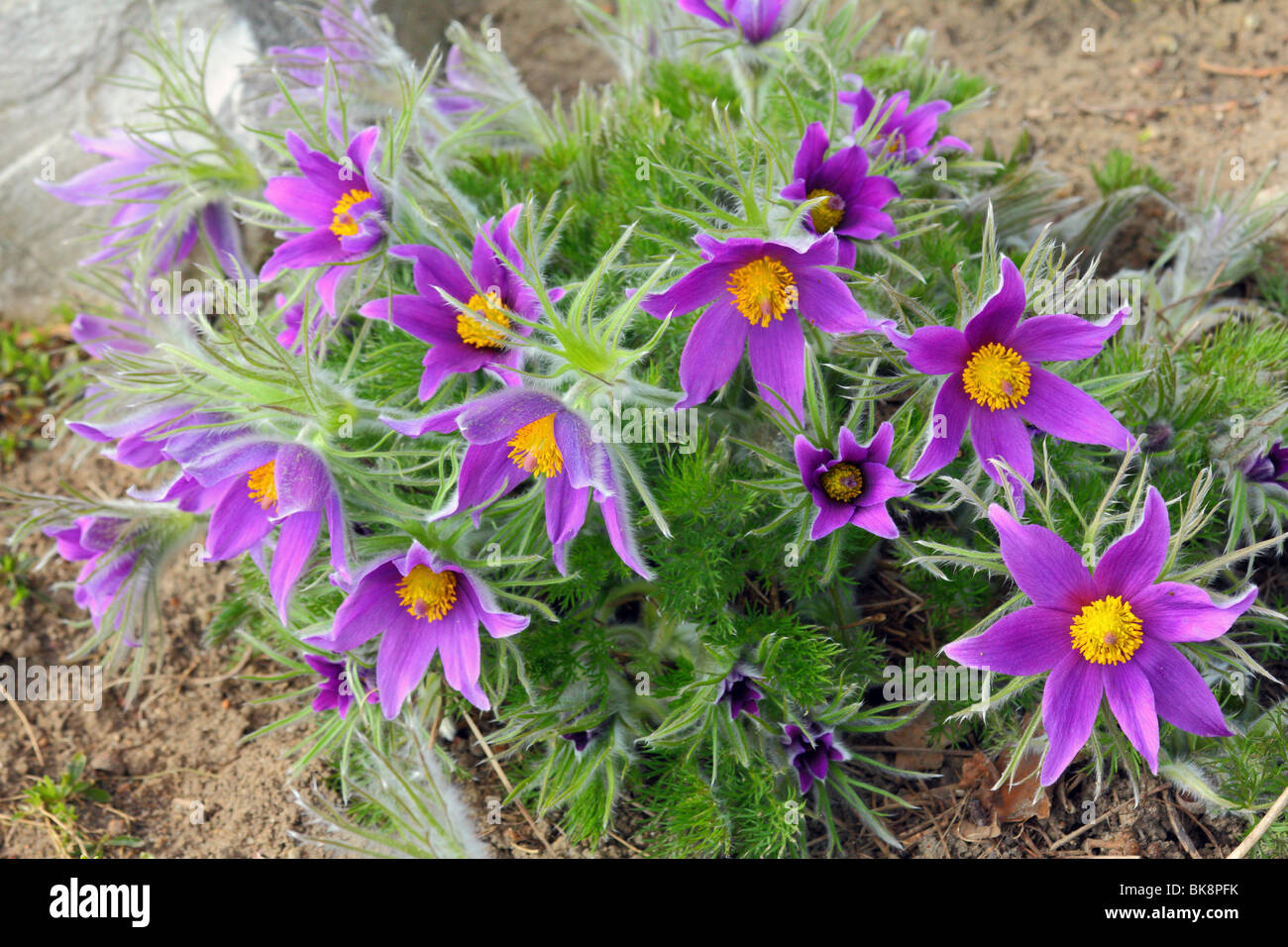 Printemps en fleurs fleurs Anémone pulsatille Pulsatilla vulgaris Photo  Stock - Alamy