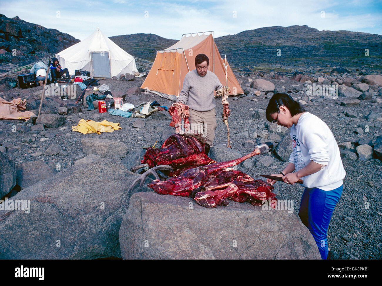 Dépeçage d'un famille Inuit caribou fraîchement tué dans un lieu de camping, Cumberland, l'île de Baffin, Nunavut, Canada Banque D'Images