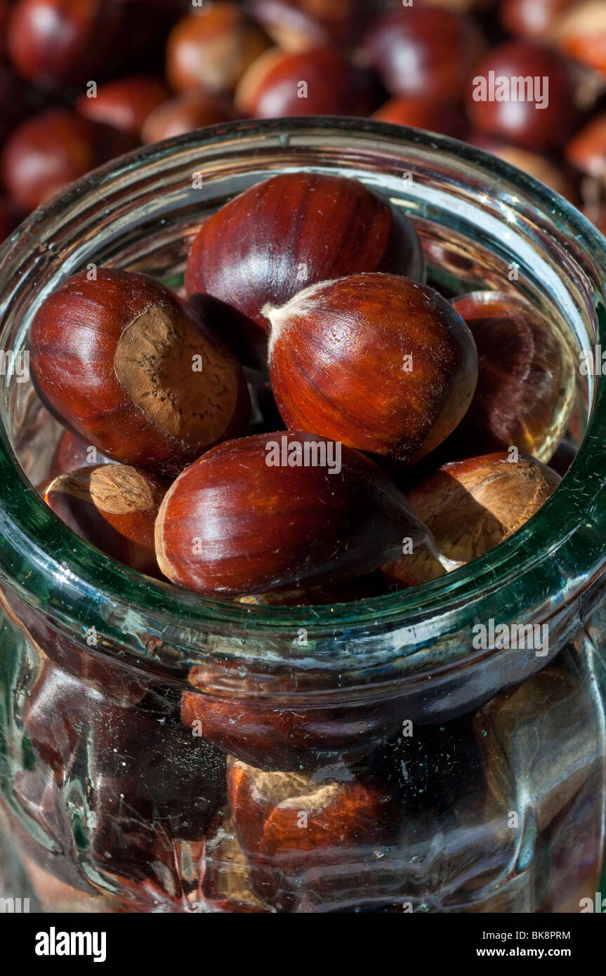 Les châtaignes, Castanea sativa Banque D'Images