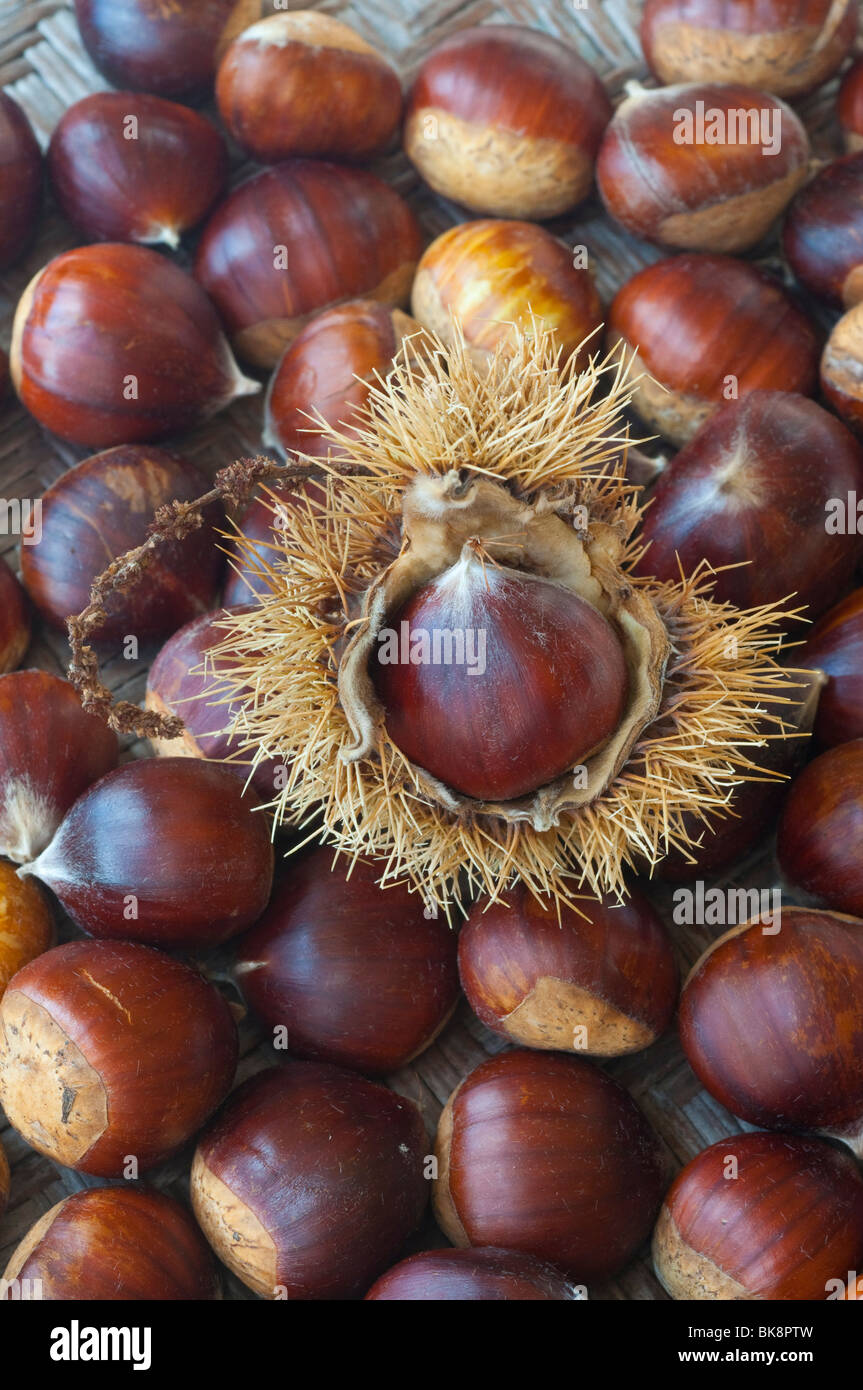 Les châtaignes, Castanea sativa Banque D'Images