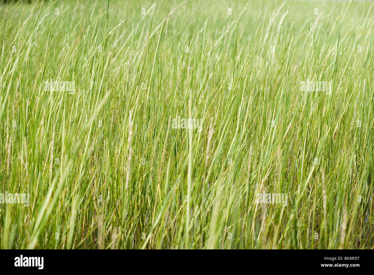 USA, Texas, d'herbe haute Banque D'Images