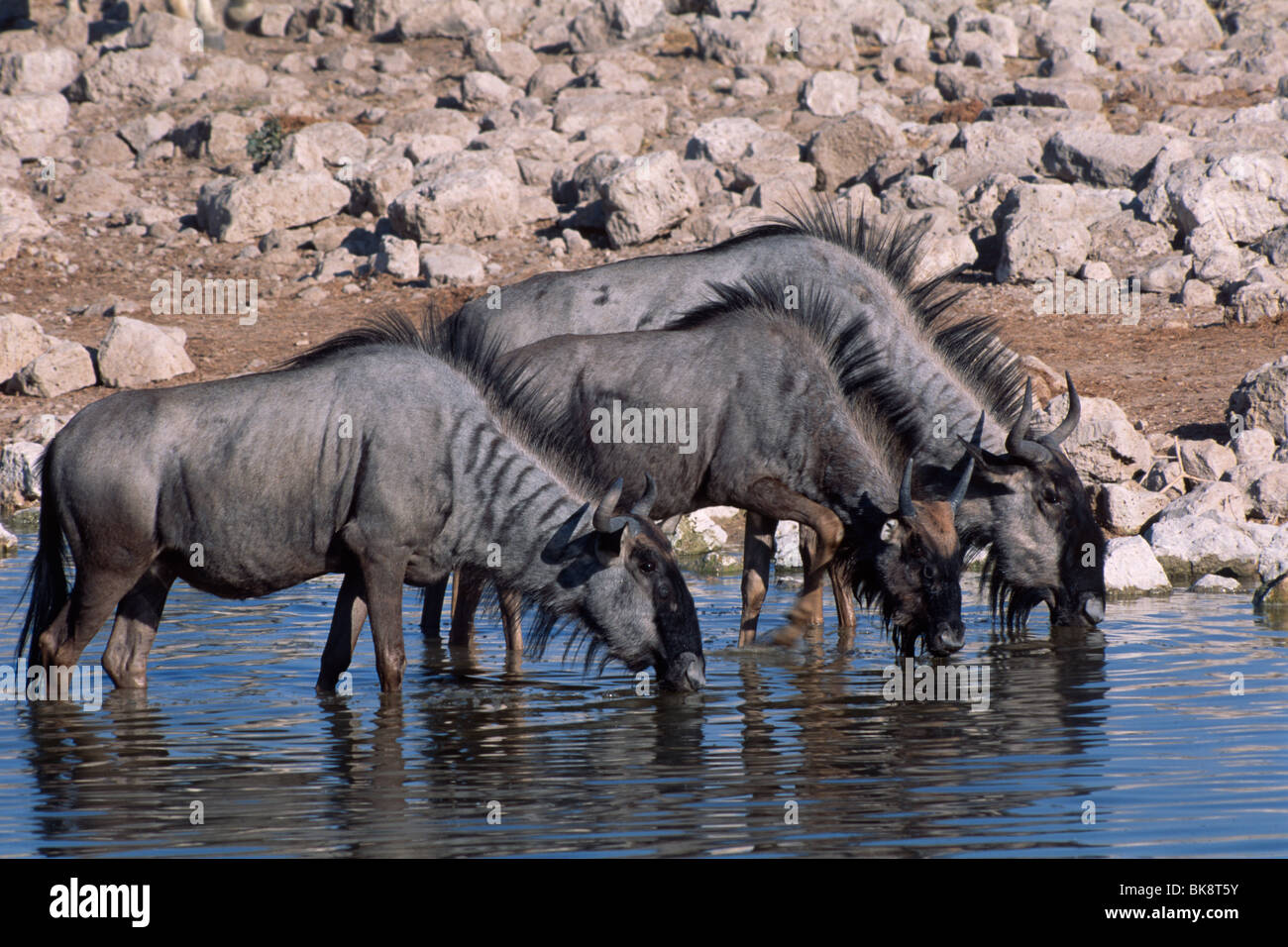 Gnous bleu (Connochaetes taurinus) boire d'une eau, Etosha National Park, Namibie, Afrique Banque D'Images