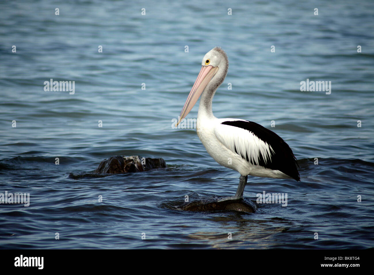 Australian Pelican sur Kangaroo Island, Australie du Sud Banque D'Images