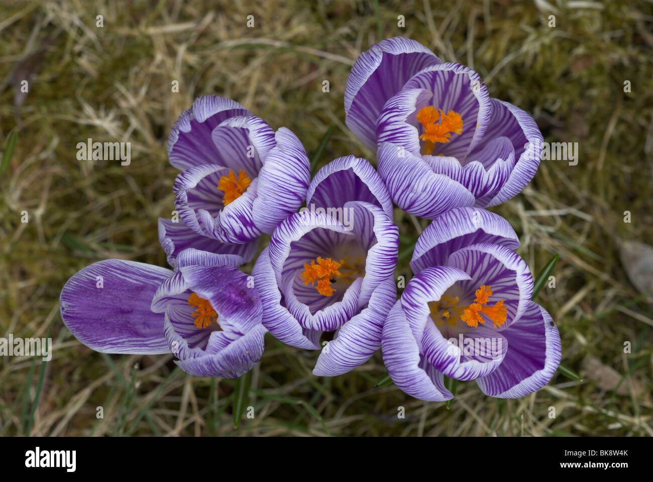 Crocus en fleur. Dorset, UK Mars 2010 Banque D'Images