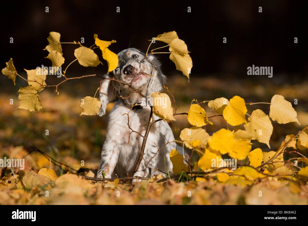Chiot setter anglais tricolore Banque de photographies et d’images à