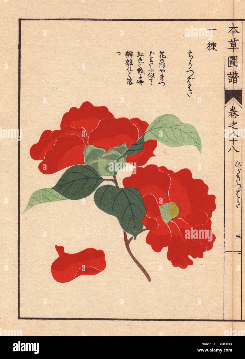 Scarlet' camellia 'tsubaki Chiri Thea japonica Nois. var. Banque D'Images