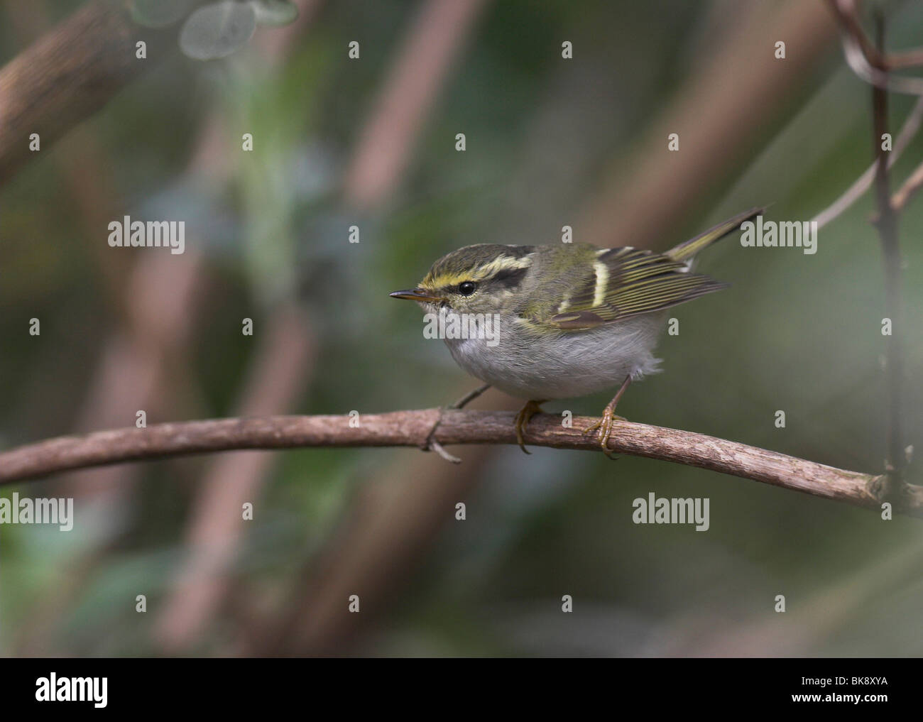 Pallas' boszanger zittend op tak, Pallass Leaf Warbler assis sur branche. Banque D'Images