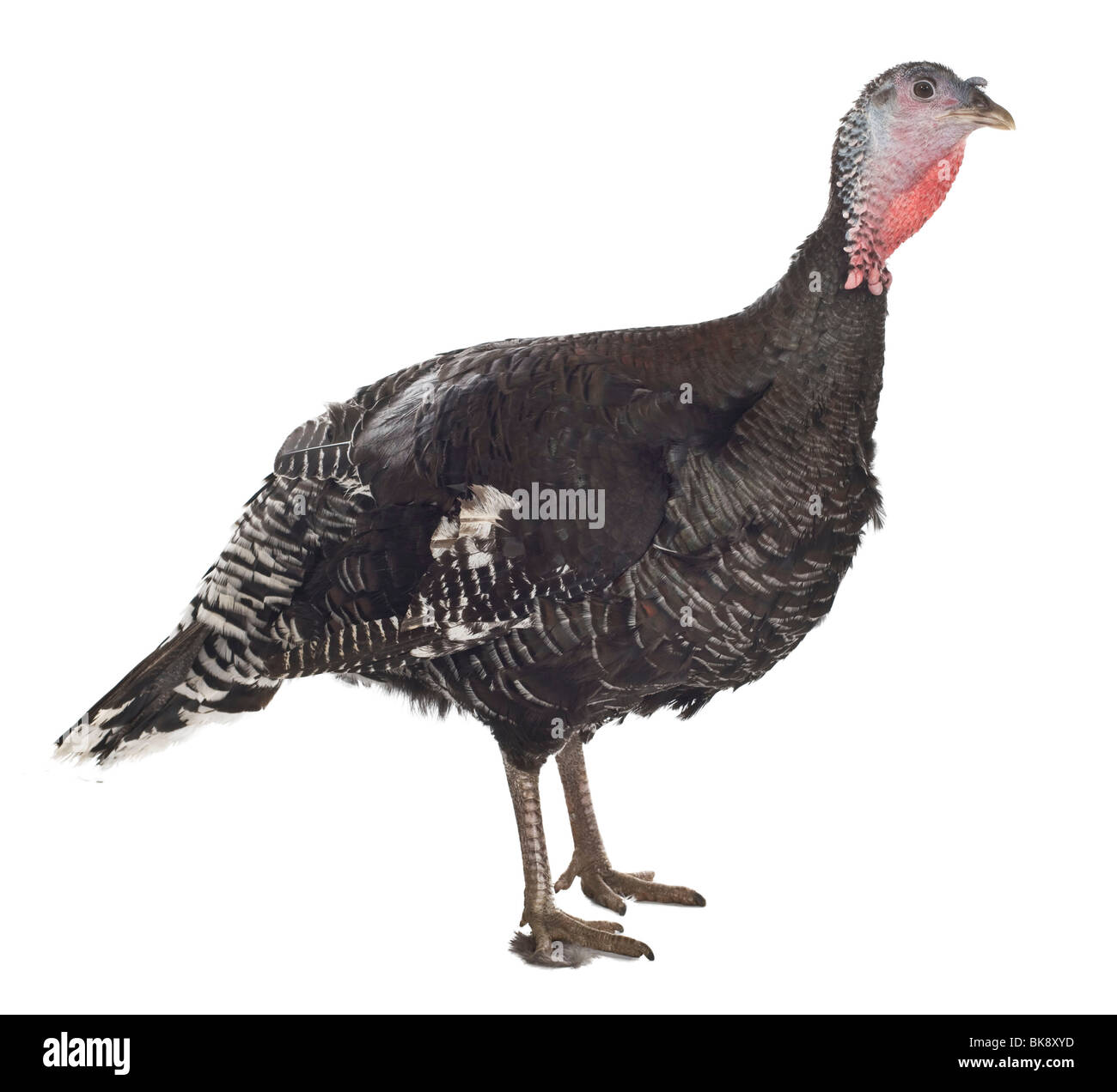 Poule de Turquie Banque D'Images