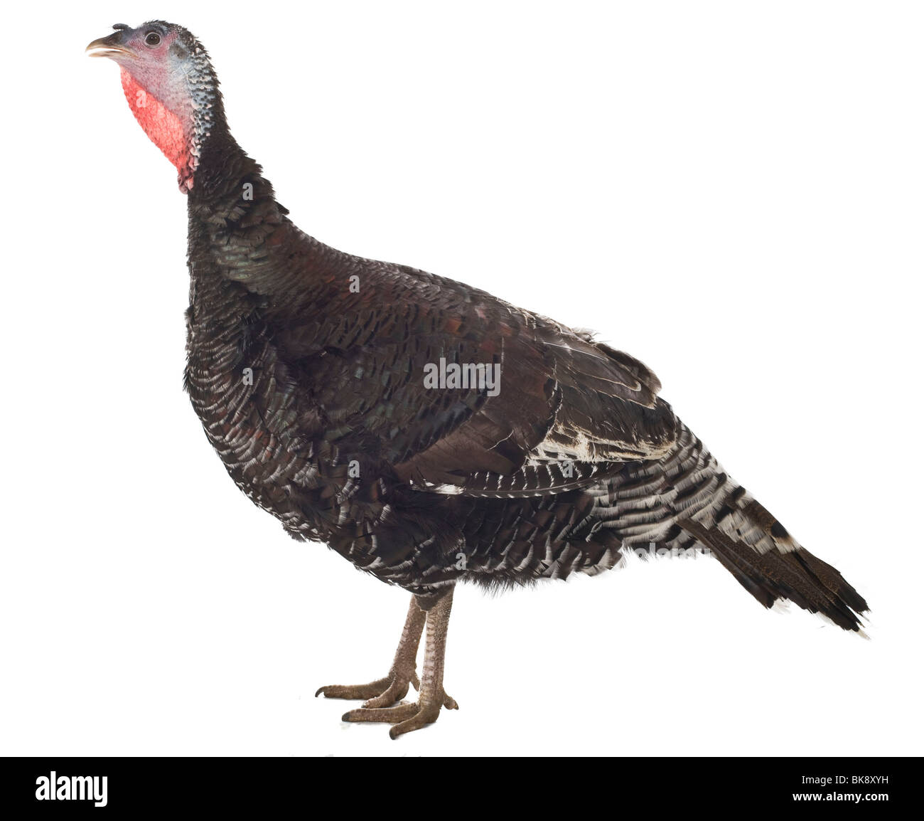 Poule de Turquie Banque D'Images