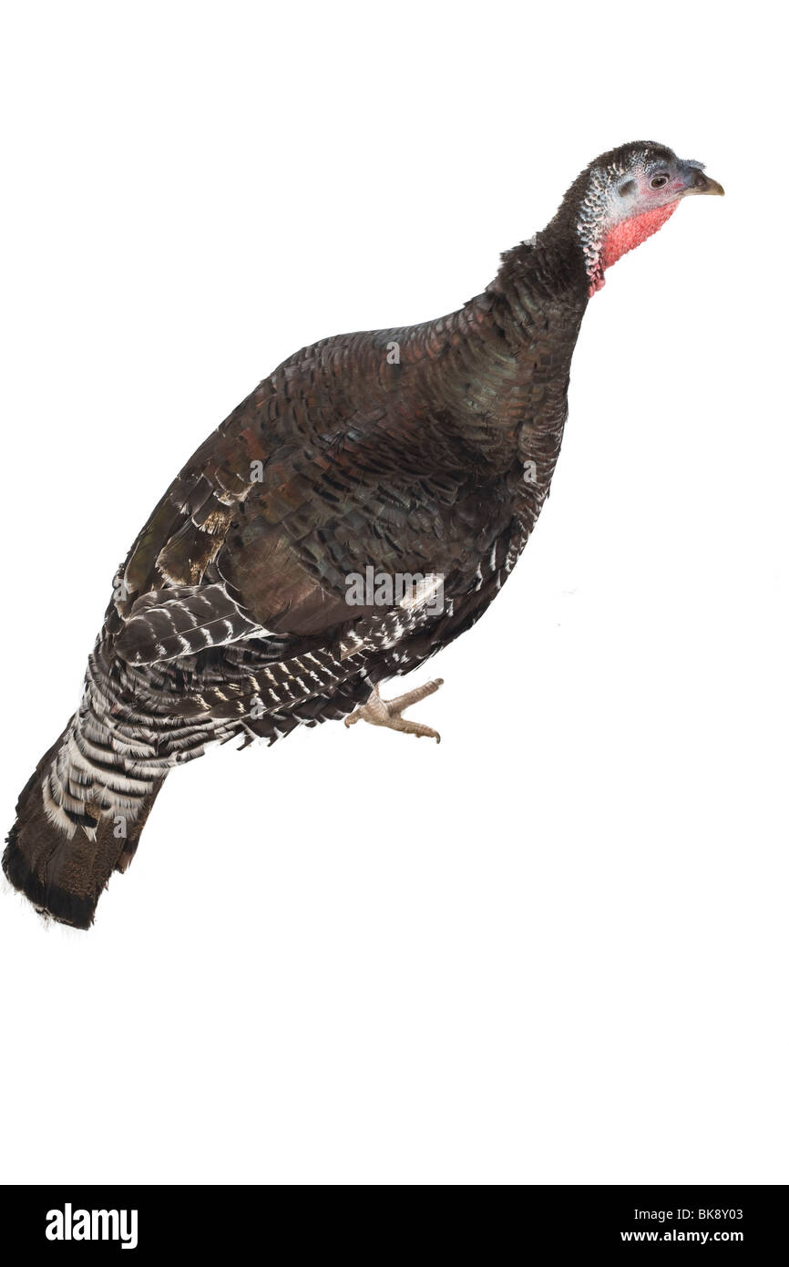 Poule de Turquie Banque D'Images