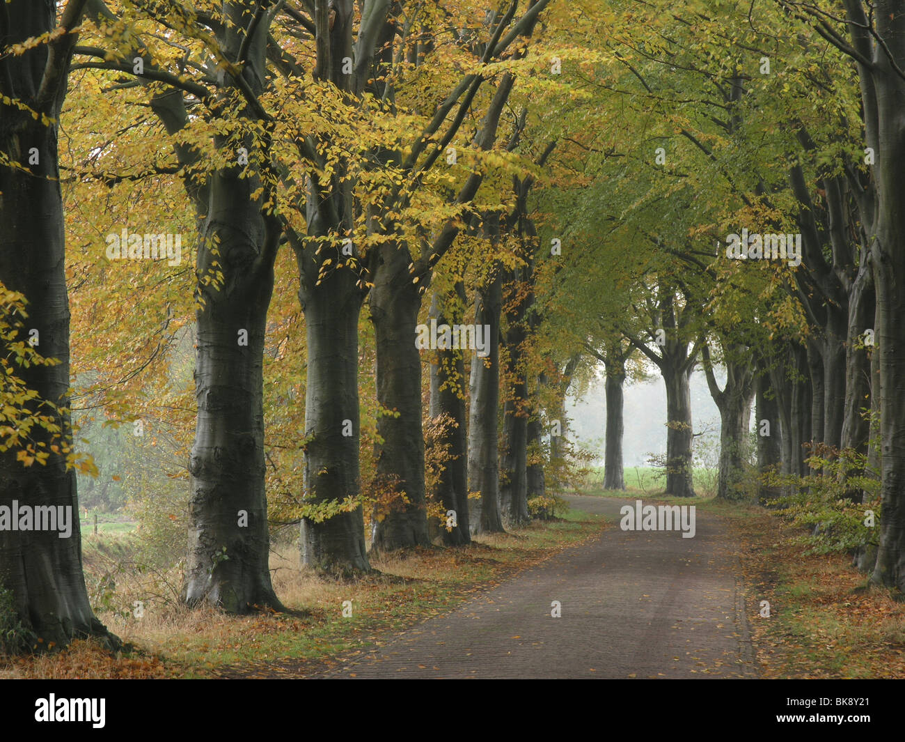 Nevelige Beukenlaan een oud landschap van een Essenzwerm Banque D'Images