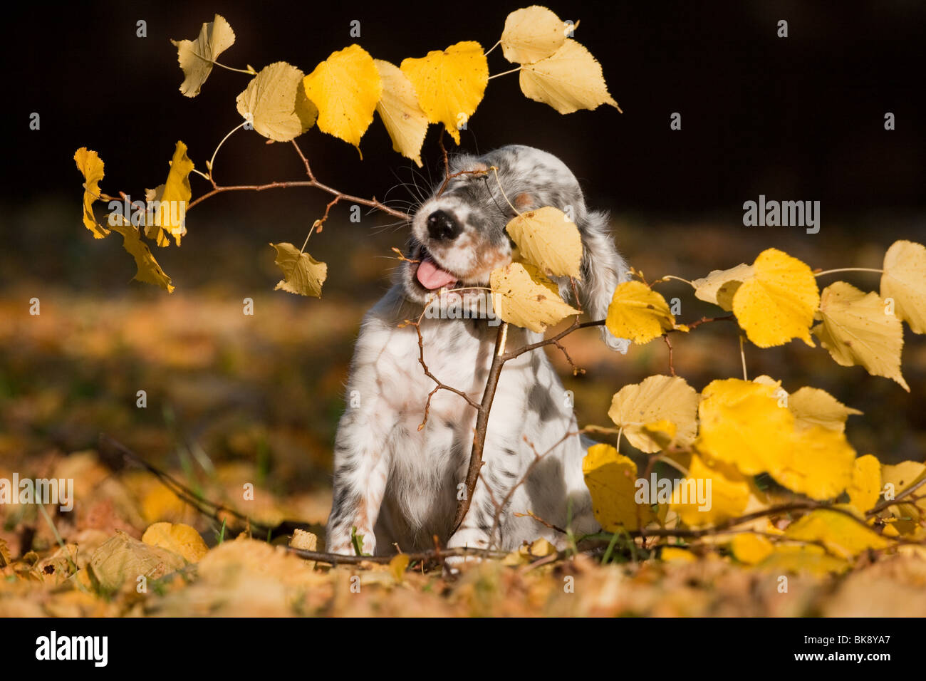 Chiot setter anglais tricolore Banque de photographies et d’images à
