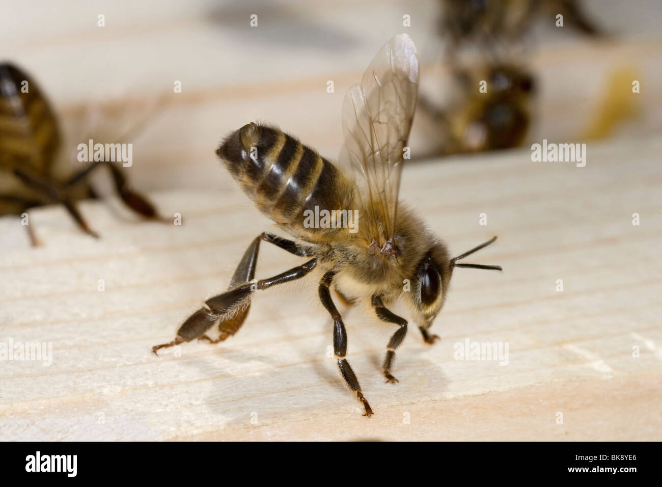 Abeille De Garde Banque d'image et photos - Alamy