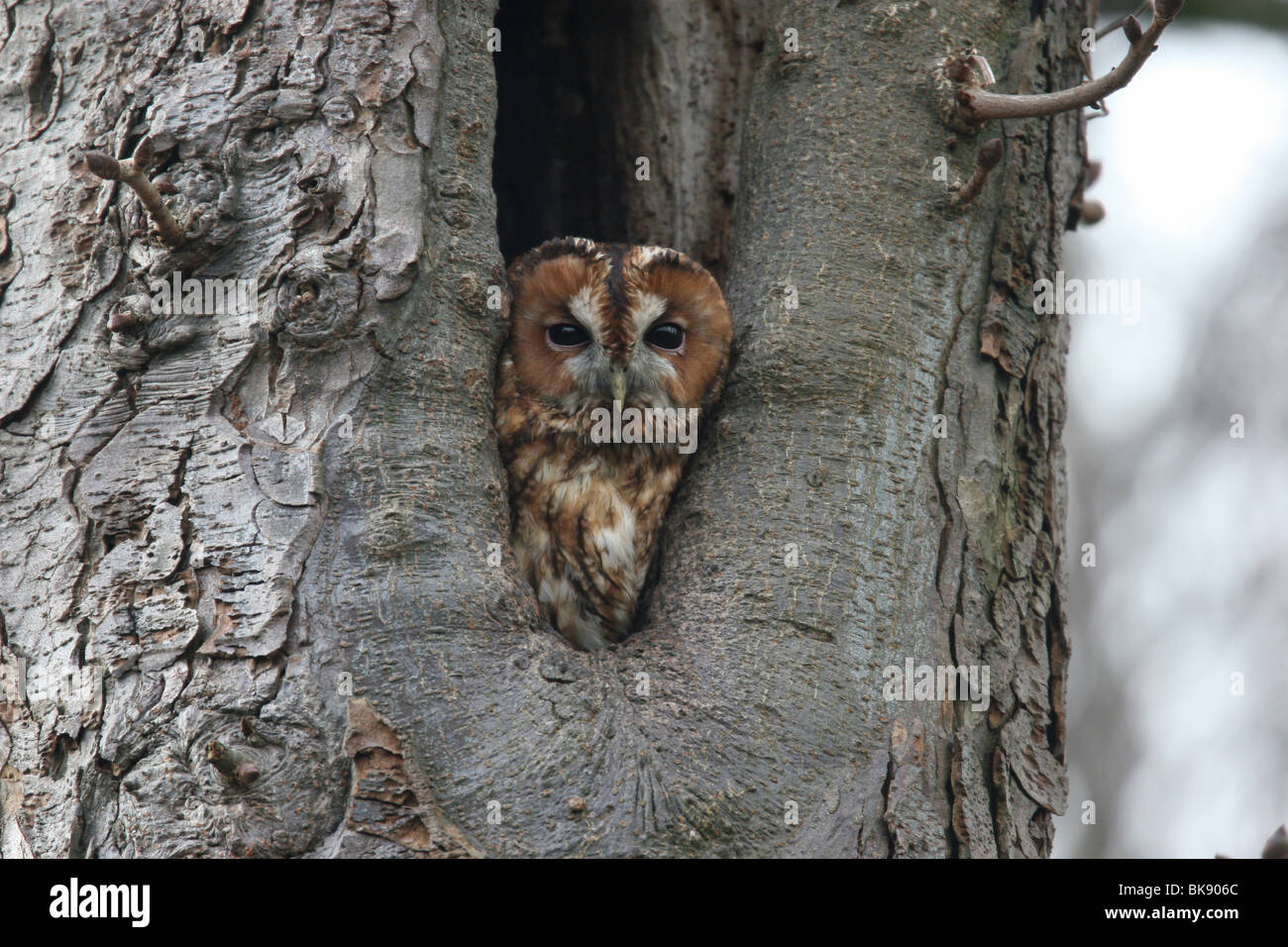 Chouette hulotte tête dépassant du lieu de nidification Banque D'Images
