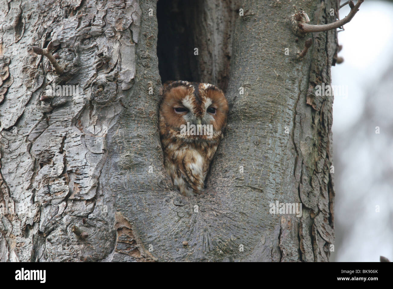 Groenendaal ; kop uit nestholte ; Chouette hulotte ; chef de nestingplace Banque D'Images