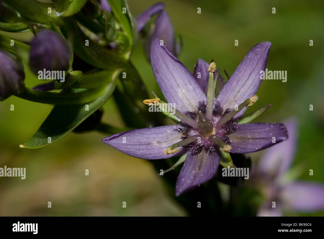 Gentiane (Swertia perennis Star) Banque D'Images