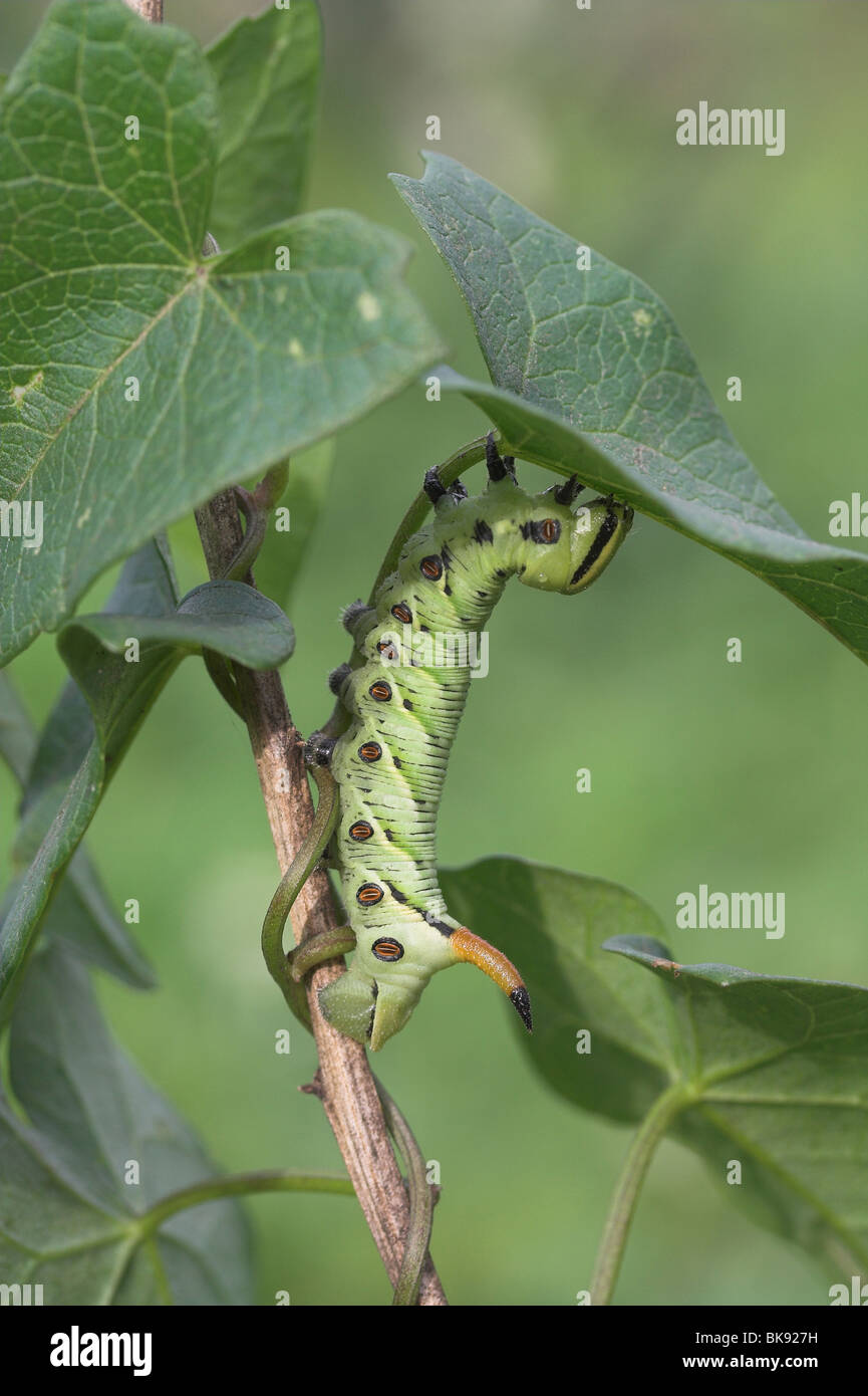 Convolvulus Hawk-moth Caterpillar Banque D'Images