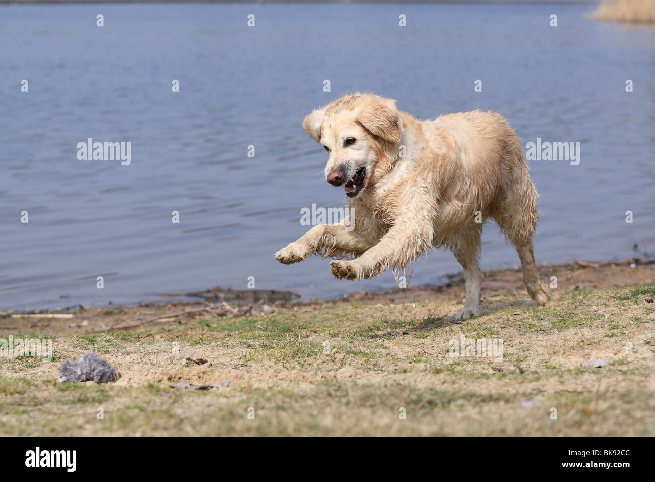 L'exécution de Golden Retriever Banque D'Images